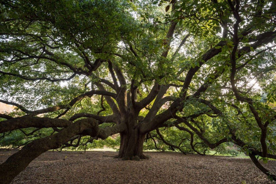 Live-Oak-Davey-Tree