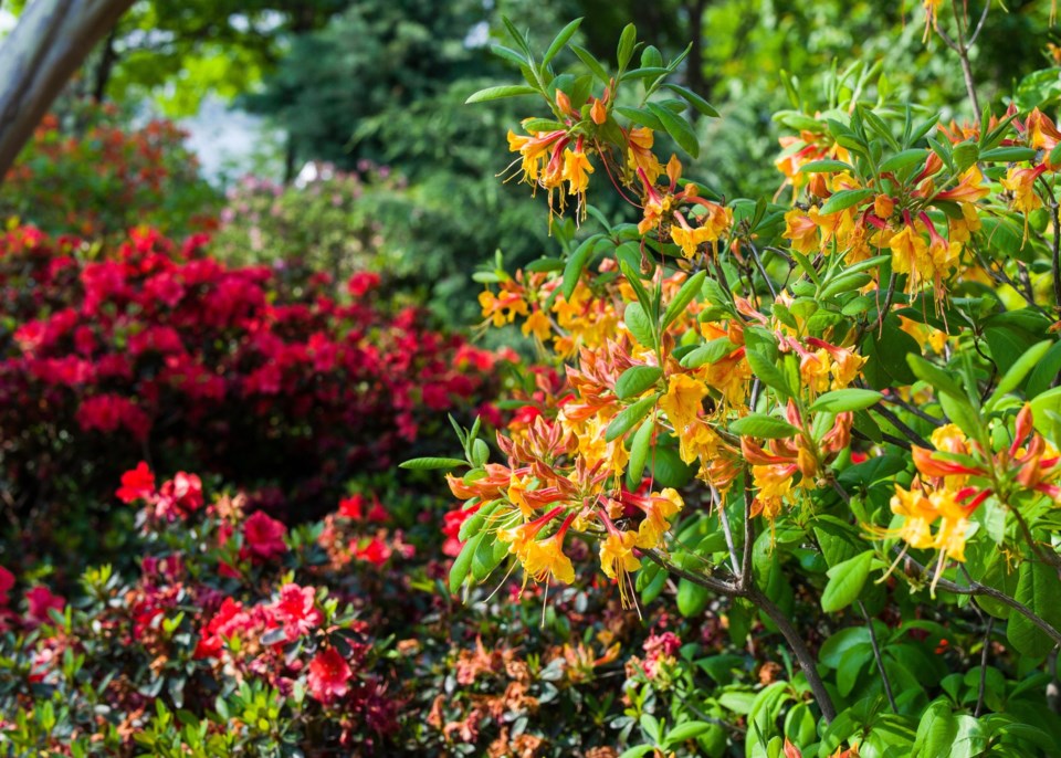 gardening-Deciduous_azalea_blooming_in_the_Jonsson_Color_Garden_-_garden_help_resources