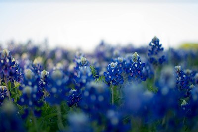 500px Photo ID: 71413091 &#8211; Texas Bluebonnets at sunset