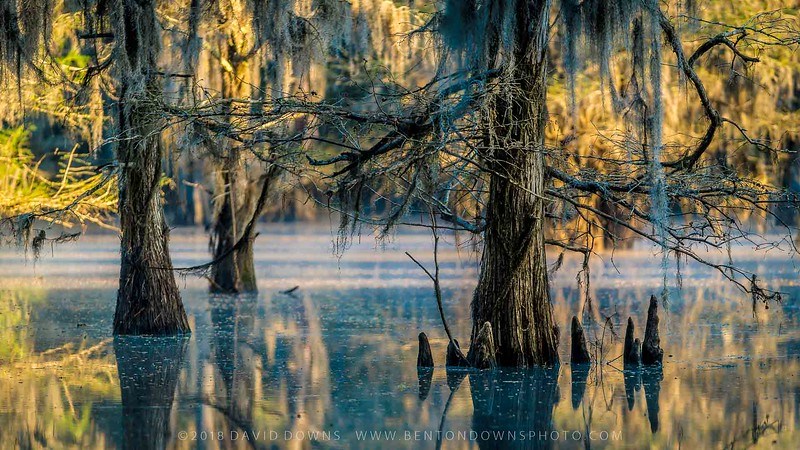 Caddo Lake, Far East Texas, Louisiana, Bigfoot, David Downs