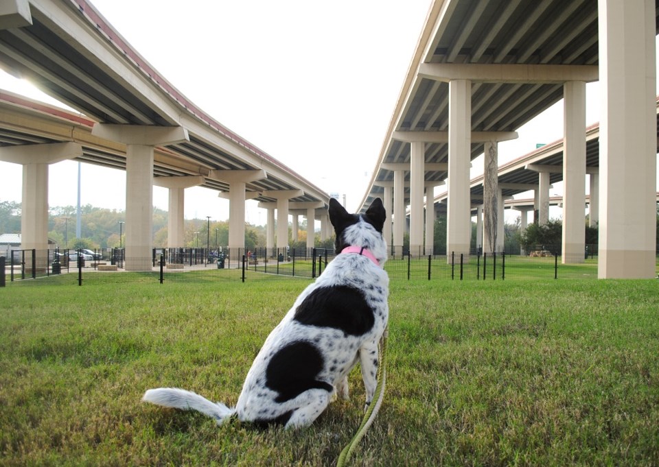 dog at dog park pooch savers