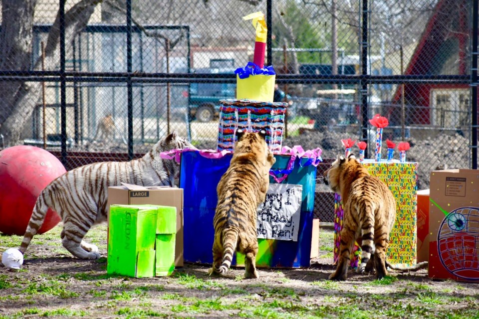 tigers opening presents