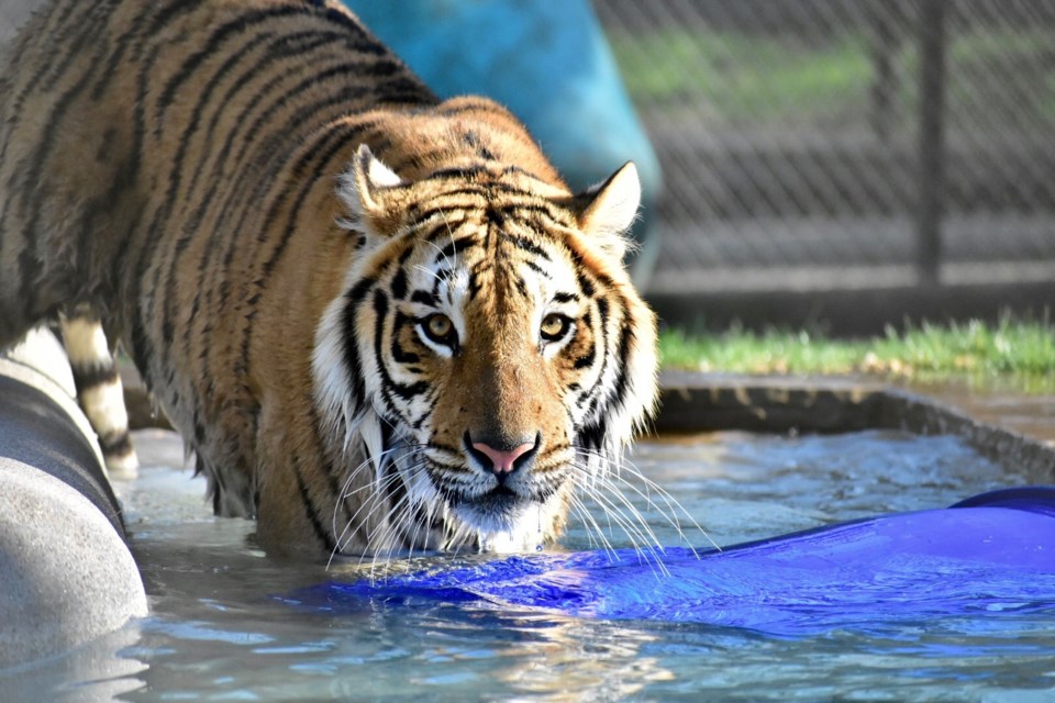 captive tiger in water