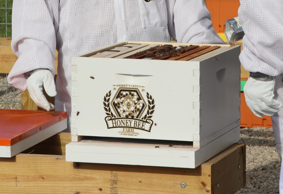 beekeeping texas