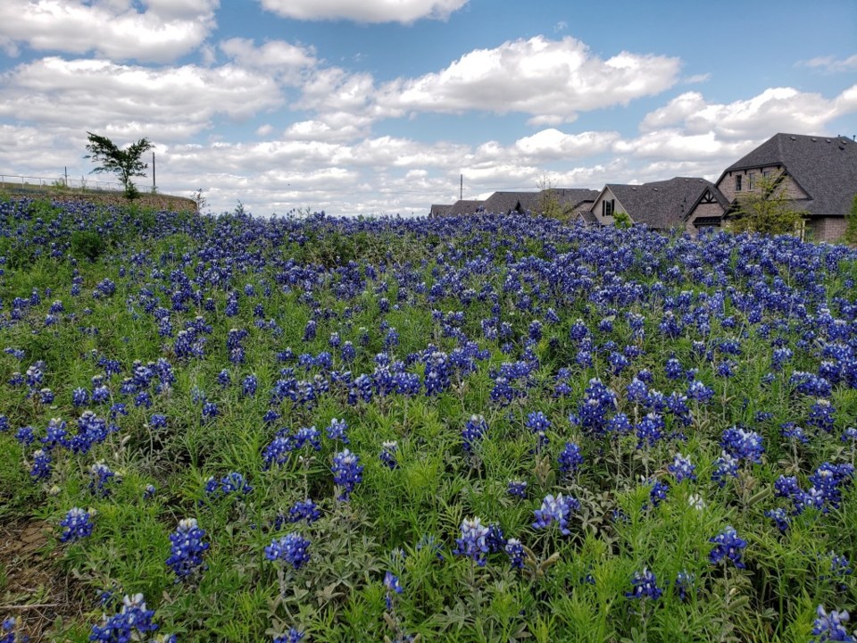 bluebonnet season texas