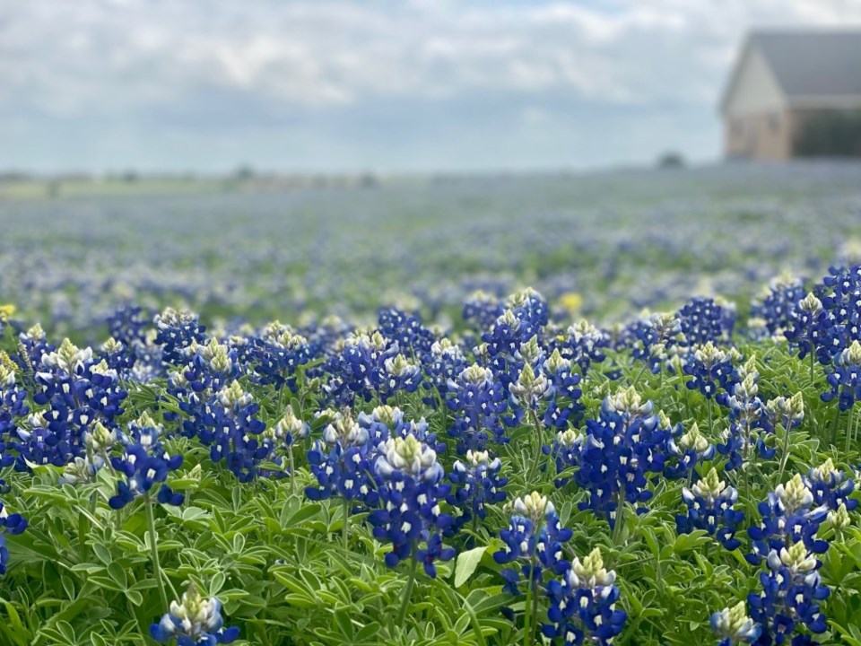 Things to do Collin County Ennis Bluebonnet Trails