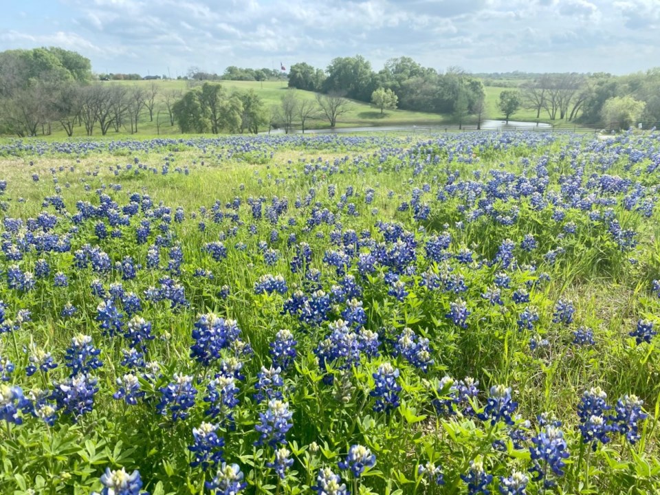 bluebonnets 2022, best places to take bluebonnet photos, bluebonnet photos, bluebonnets, texas bluebonnets, bluebonnets in plano, bluebonnets in frisco, bluebonnets in mckinney, bluebonnets in richardson