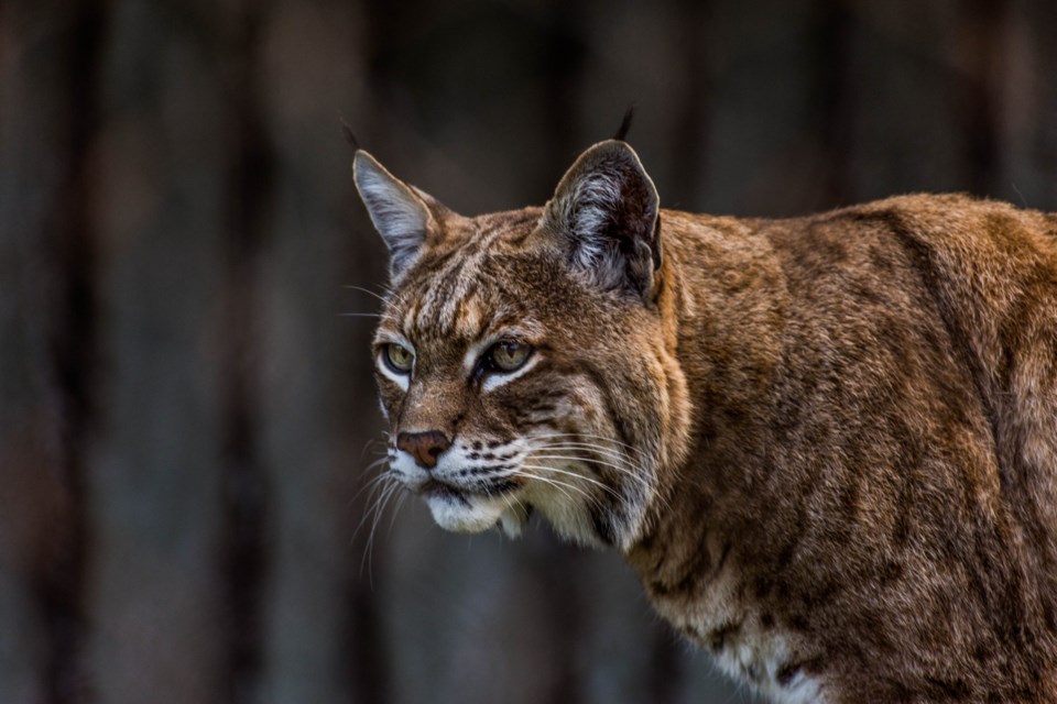 Bobcat,At,San,Francisco,Zoo