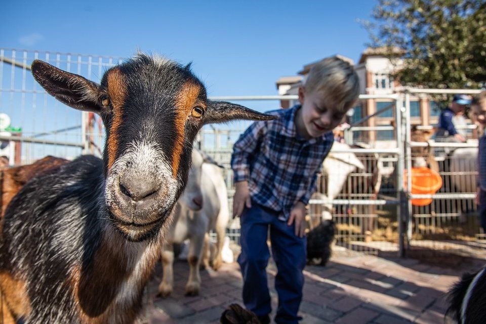 petting zoo