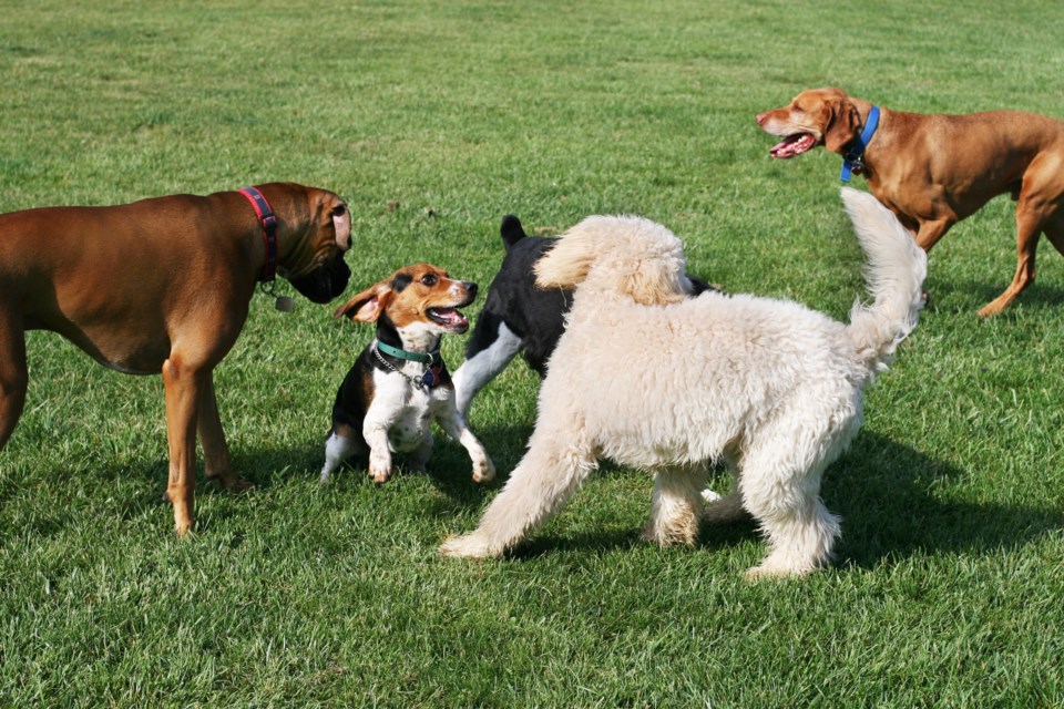 Group,Of,Dogs,Playing,Outdoors