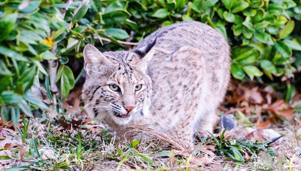 Bobcat photographed in Plano, Texas. Bobcat attacks are common in North Texas and pet owners should take precautions to keep their fur babies safe. 