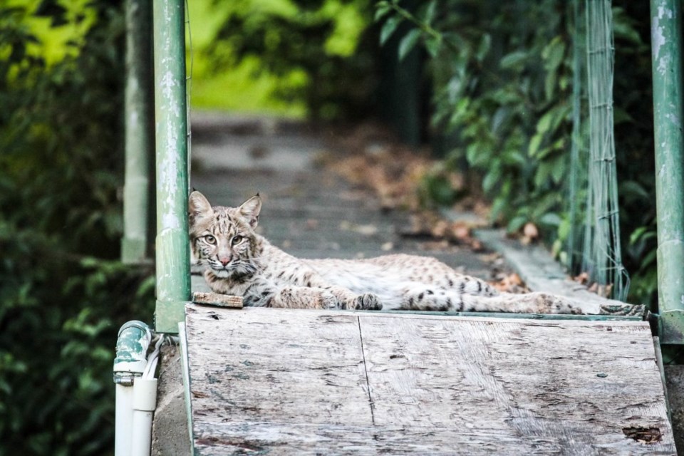 Bobcat photographed in Plano, Texas. Bobcat attacks are common in North Texas and pet owners should take precautions to keep their fur babies safe. 