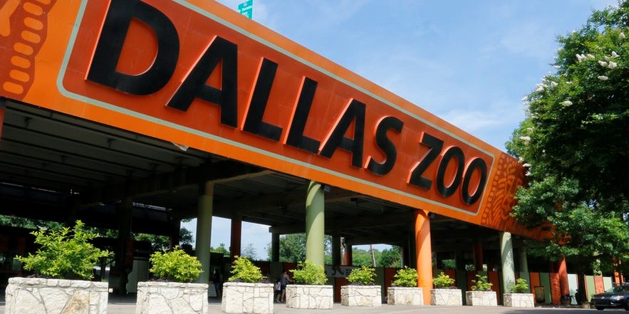 The Dallas Zoo awaits! Learn how to survive the zoo in the summer.
