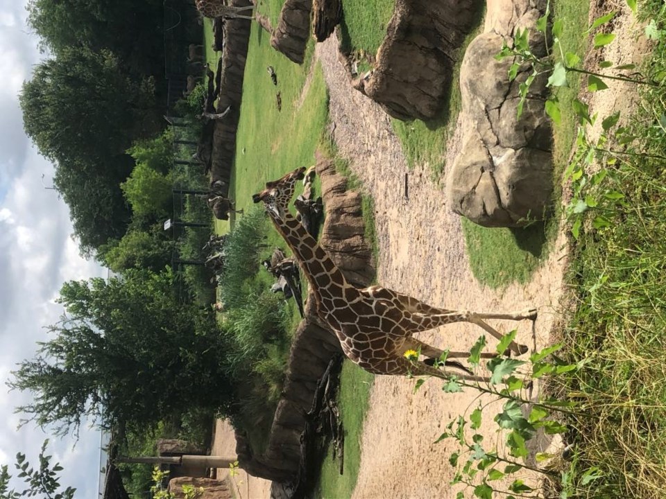 You can feed giraffes at the Dallas Zoo! | Photo by Vaibhavi Hemasundar