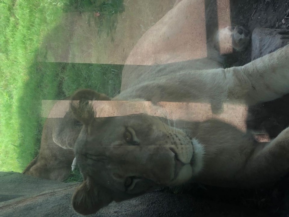 Bahati the African Lion cooling off at the Dallas Zoo. | Photo by Vaibhavi Hemasundar