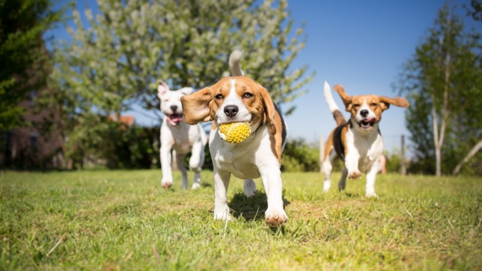 Paws in the Park is a perfect thing to do this weekend to get your dog moving, and playing with new friends! | Shutterstock