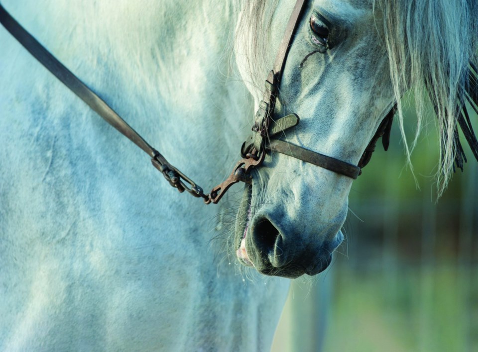 Andalusian,Horse,Head,And,Neck,Detail