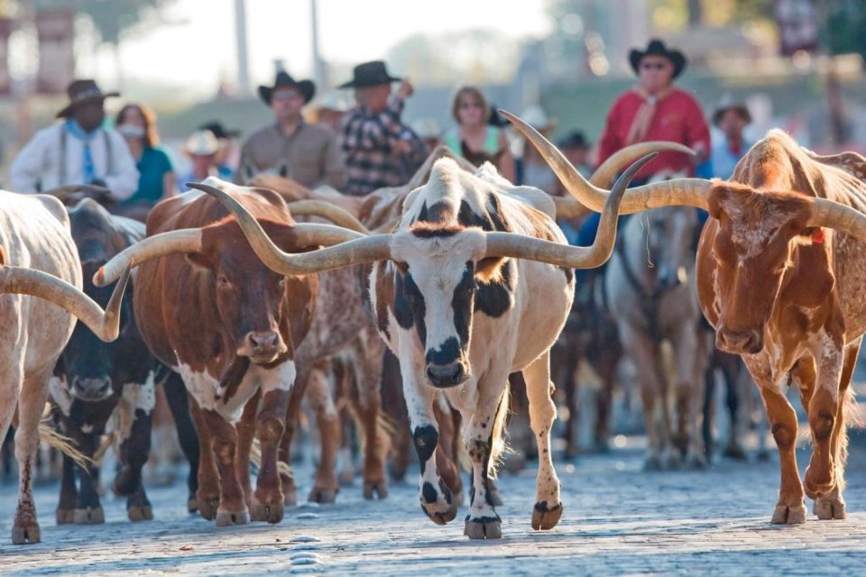 The Herd! This cattle drive is a unique experience you can only see at the Fort Worth Stockyards! things to do