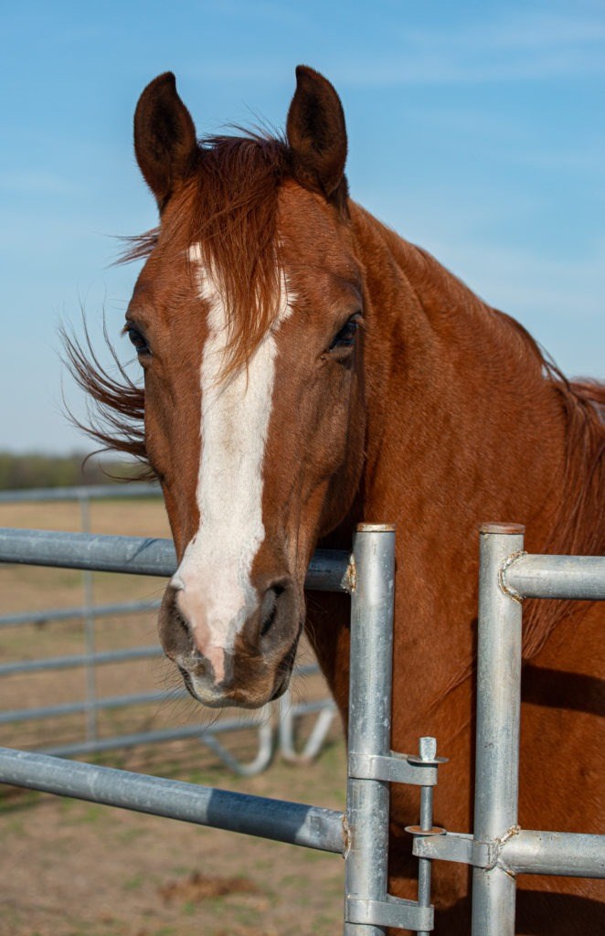 Becky’s Hope Horse Rescue is just one of the many Collin County nonprofits pitching in for NTX Giving Day 2021!