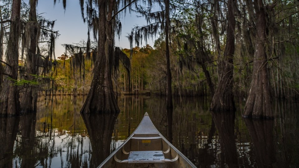 Caddo Lake, Far East Texas, Louisiana, Bigfoot, David Downs