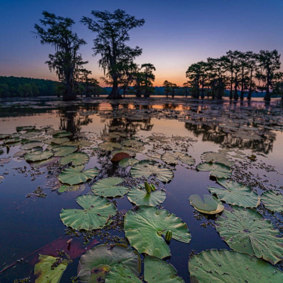 Caddo Lake, Far East Texas, Louisiana, Bigfoot, David Downs