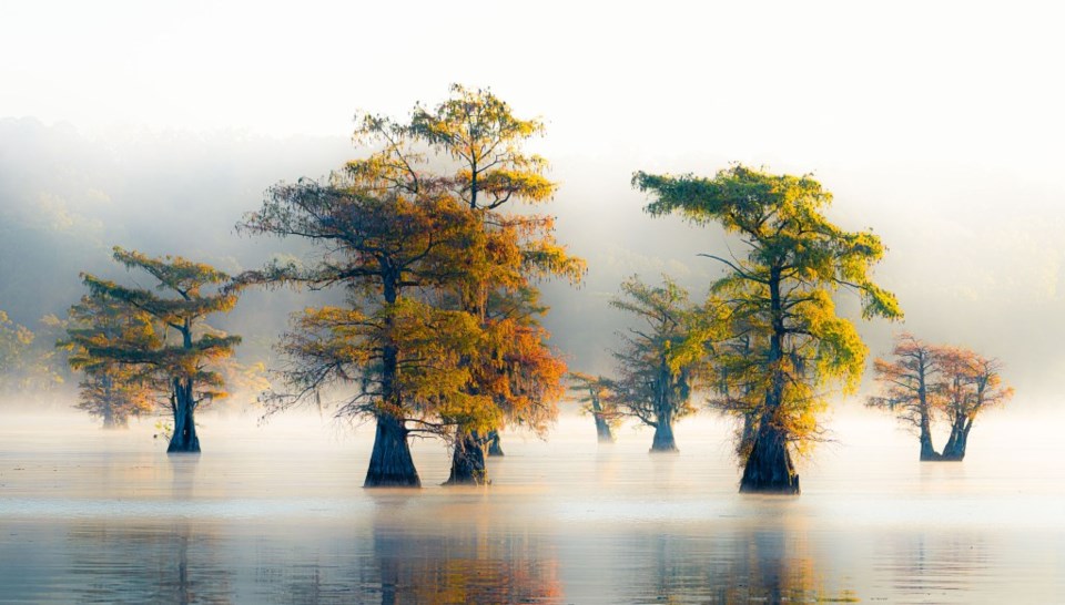 Caddo Lake, Far East Texas, Louisiana, Bigfoot, David Downs