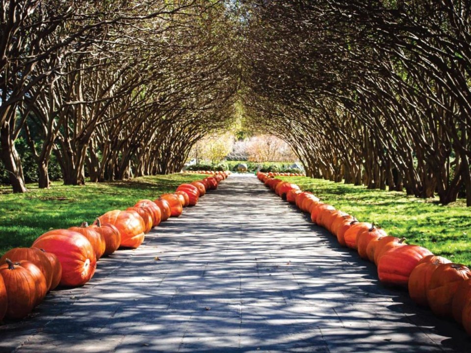 Autumn at the Arboretum is the perfect thing to do this weekend now that it actually feels like fall! things to do this weekend