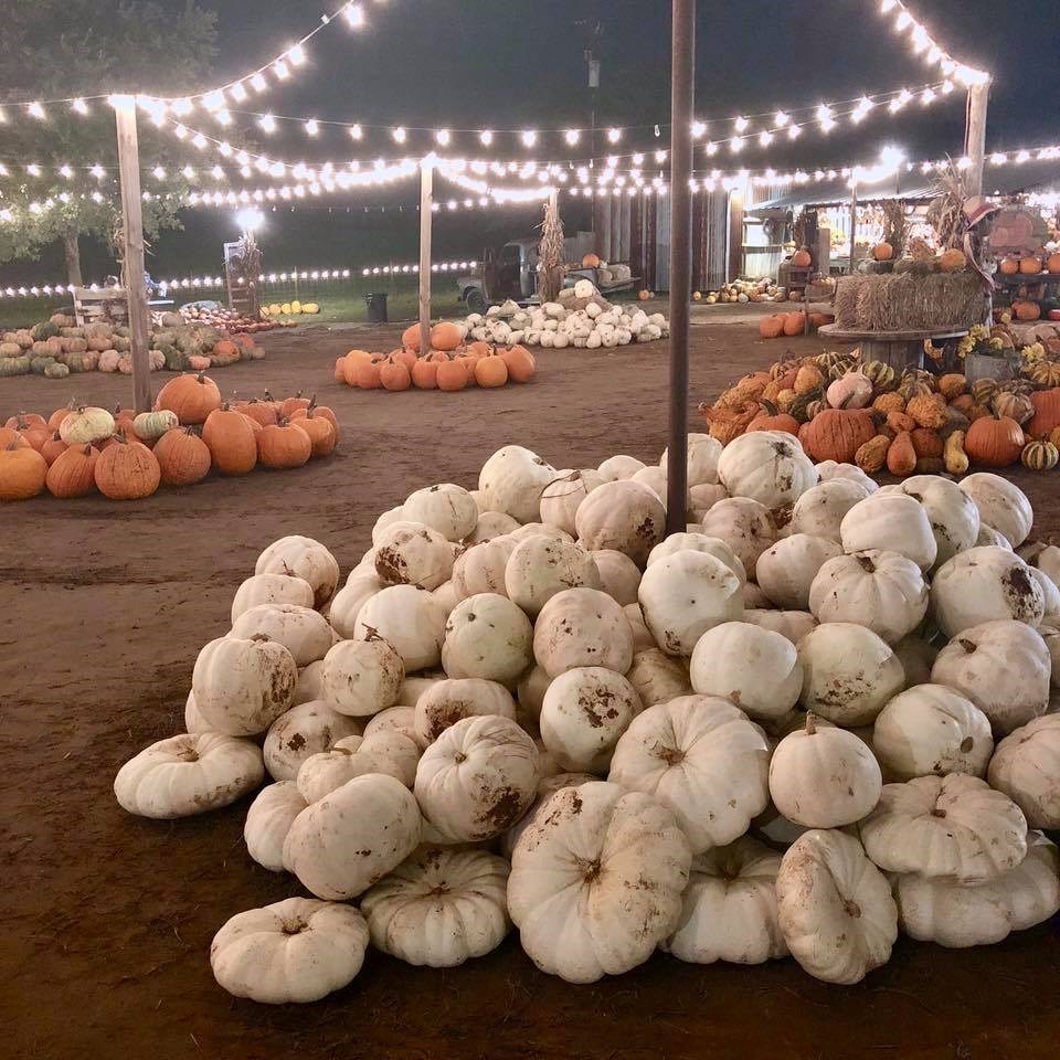 Hall's Pumpkin Farm is one of the best local Pumpkin Patches!