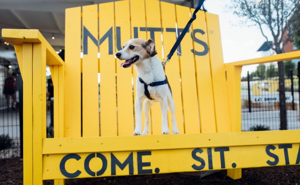 The long-anticipated Mutts Cantina is finally open in Watters Creek in Allen | Image courtesy of Mutts Cantina