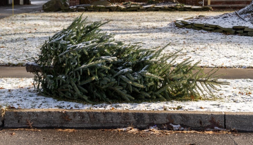 Get rid of Christmas trees properly, or repurpose them! You win either way.