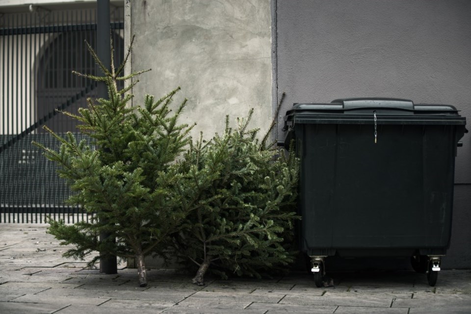 Hate to get rid of Christmas trees? We're here to tell you it's not all that bad with these tips.