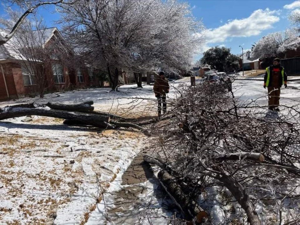 trees texas winter weather