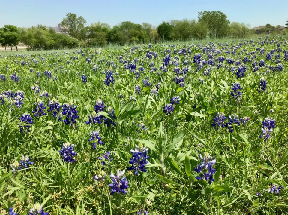 texas bluebonnets