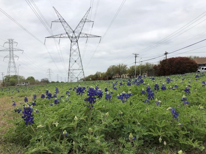 texas bluebonnets