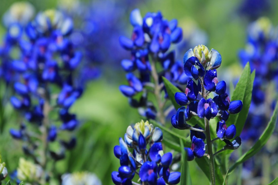 Texas,Bluebonnets,(lupinus,Texensis)