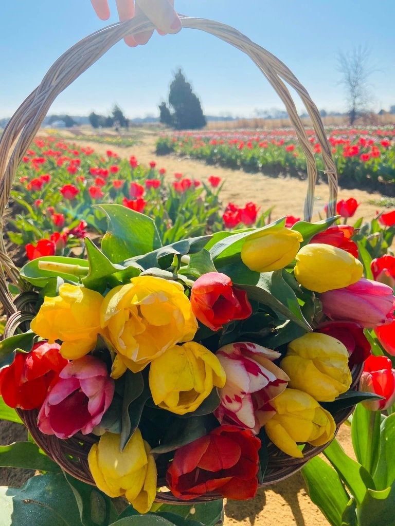 texas tulips