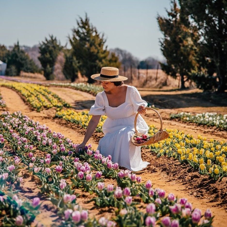 texas tulips