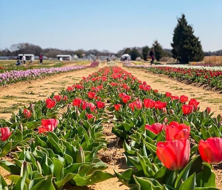 texas tulips