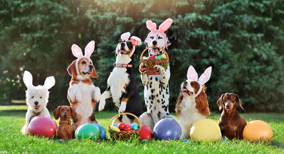 Easter Egg Hunt, easter, things to do on easter, easter things to do, plano tx, plano texas, mckinney texas, mckinney tx, frisco tx, frisco texas,