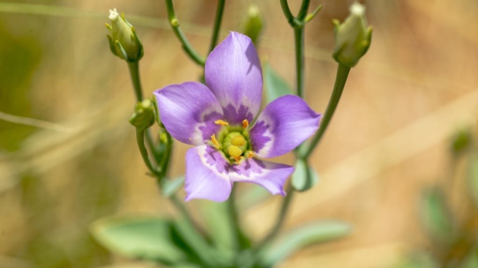 wildflowers