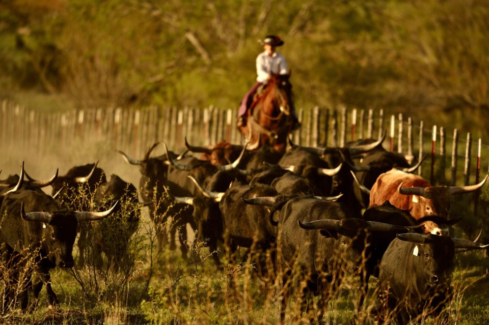 ›Cowboy,Gathering,Texas,Longhorn