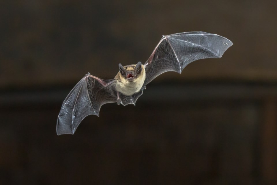 Pipistrelle,Bat,(pipistrellus,Pipistrellus),Flying,On,Wooden,Ceiling,Of,House