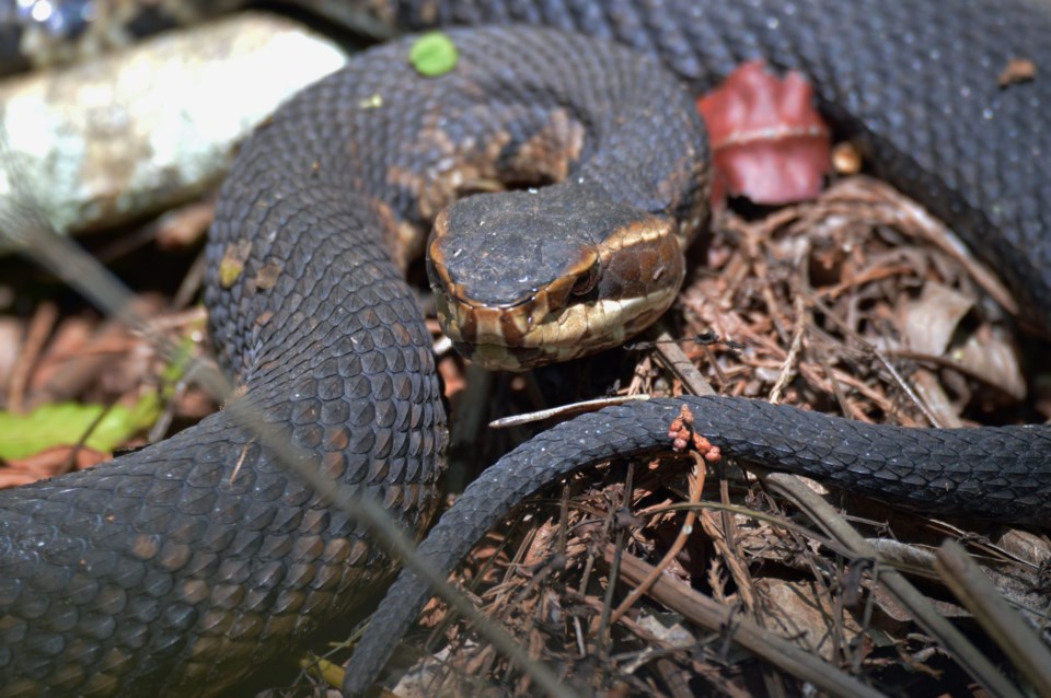Cottonmouth,Water,Moccassin,Snake