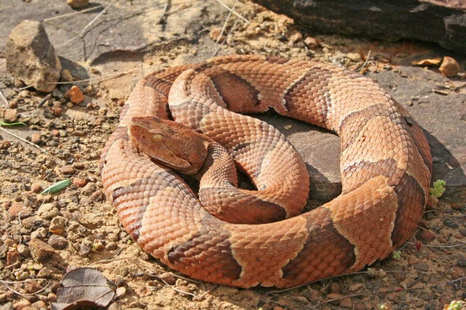 Copperhead snake