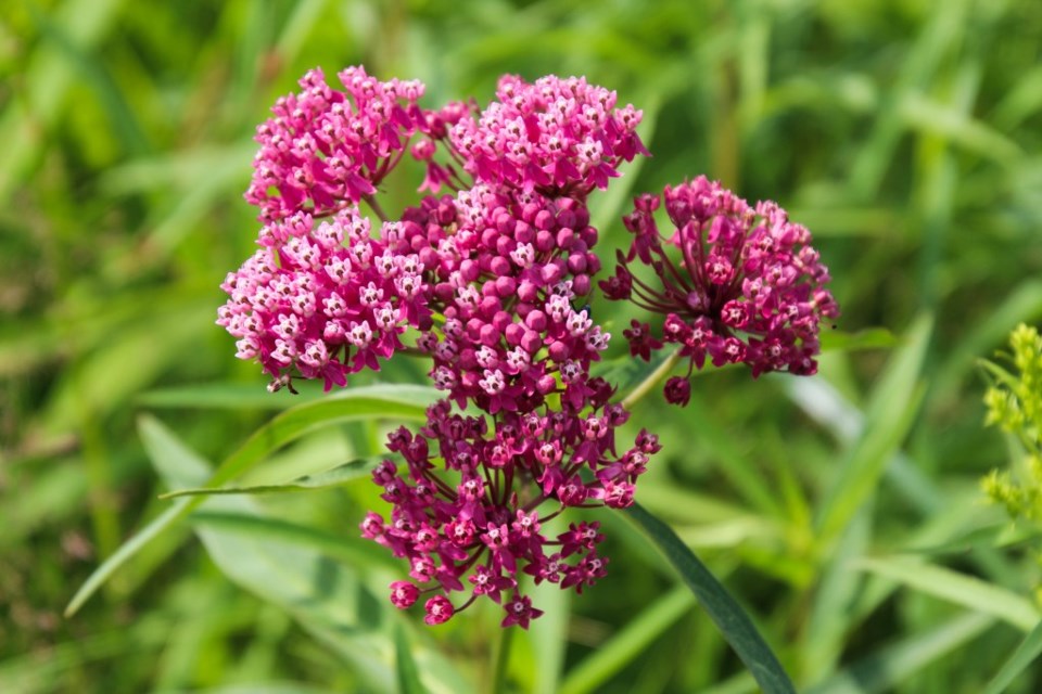 Monarch butterflies benefit from any kind of milkweed.