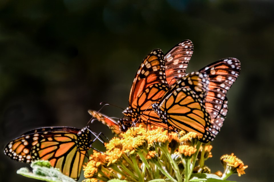 Monarch,Butterflies,Feeding,On,A,Milkweed,Flower,During,Their,Winter