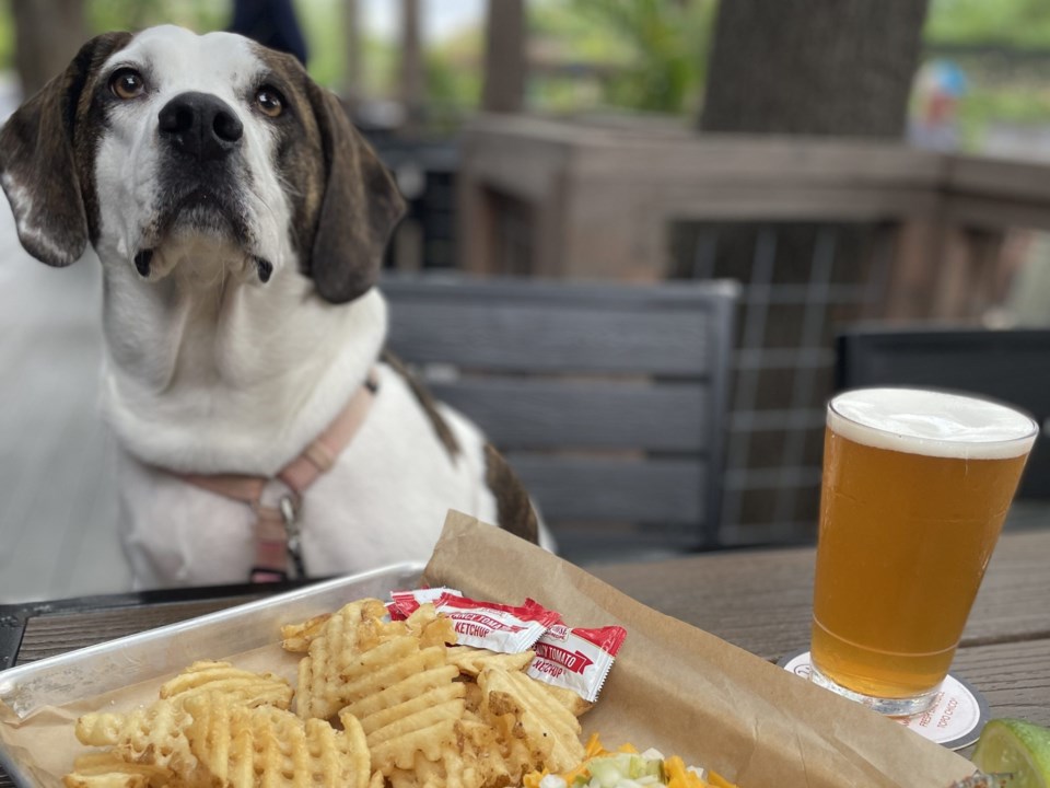 The Yard is a pet-friendly spot in Collin County