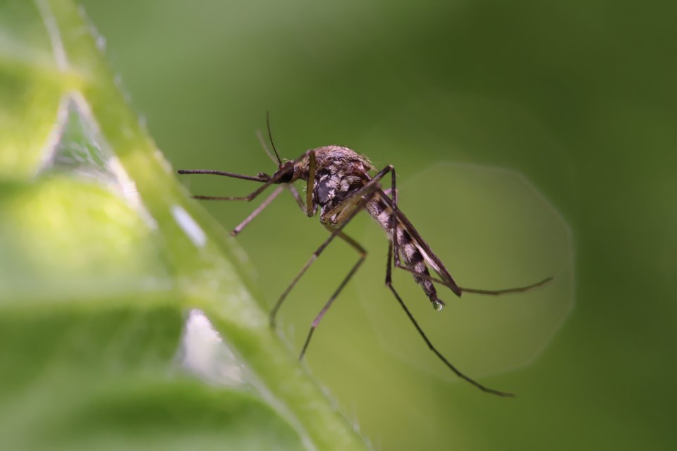Mosquito,Resting,On,The,Grass.,Male,And,Female,Mosquitoes,Feed