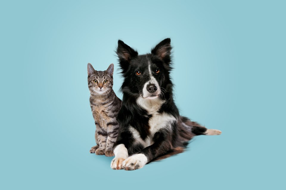Tabby,Cat,And,Border,Collie,Dog,In,Front,Of,A