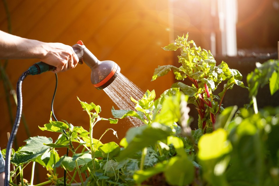 Urban,Gardening:,Watering,Fresh,Vegetables,And,Herbs,On,Fruitful,Soil